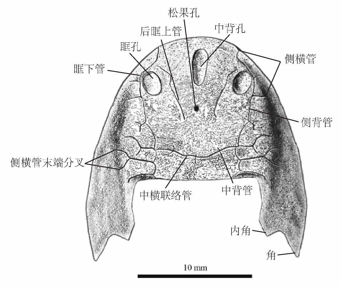 又一古鱼化石被发现 重庆，你还是太全面了！