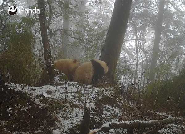 全球唯一白色大熊猫影像首公开:已经成年了(图5) 全球唯一白色大熊猫影像首公开:已经成年了(图5)
