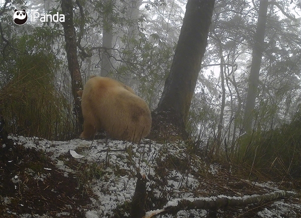 全球唯一白色大熊猫影像首公开:已经成年了(图6) 全球唯一白色大熊猫影像首公开:已经成年了(图6)